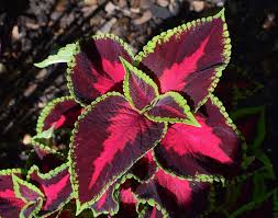 Coleus Forskohlii Extract