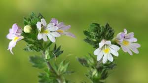 Eyebright Extract